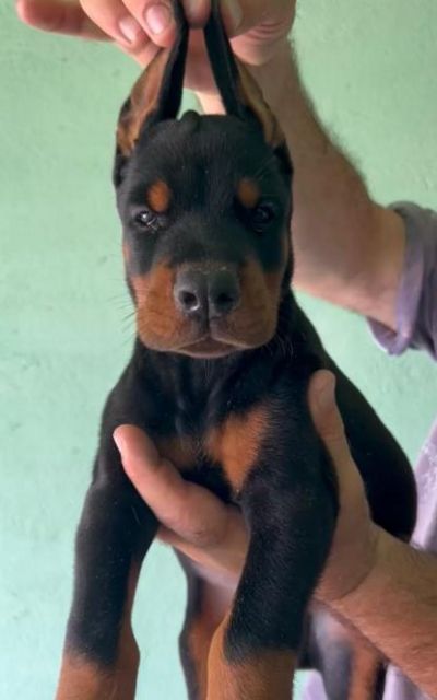 Doberman VRHUNSKI tenci